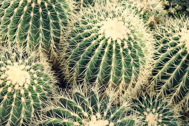 beauty in nature, ecosystem, growth, high angle view, plants, nature, cactus, thorns, full frame, natural pattern, needles, succulent plant, colors, plant