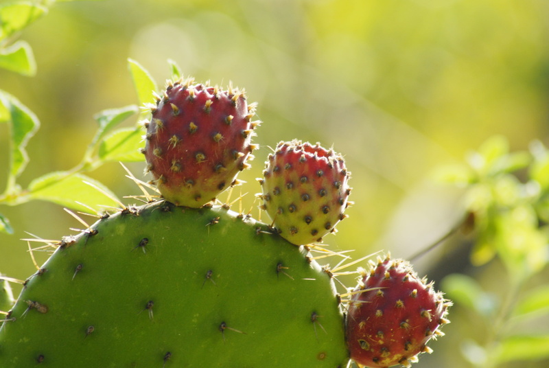 food and drink, 4K, thorn, fruit, growth, climate, red, succulent plant, cactus, beauty in nature, spiked, green color, thorns, day, healthy eating, outdoors