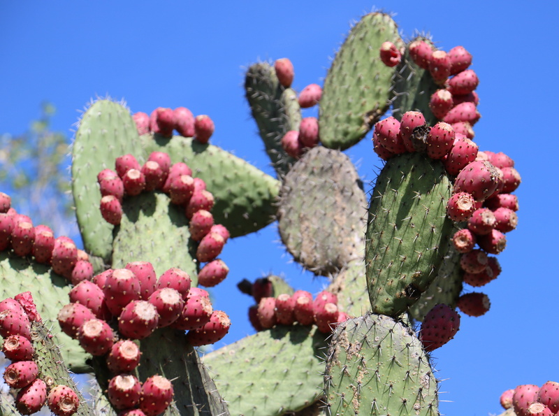 nature, plant, pear, prickly, sky, spine, flowering plant, green color, succulent plant, no people, spike, natural, focus on foreground, day, flower, needle