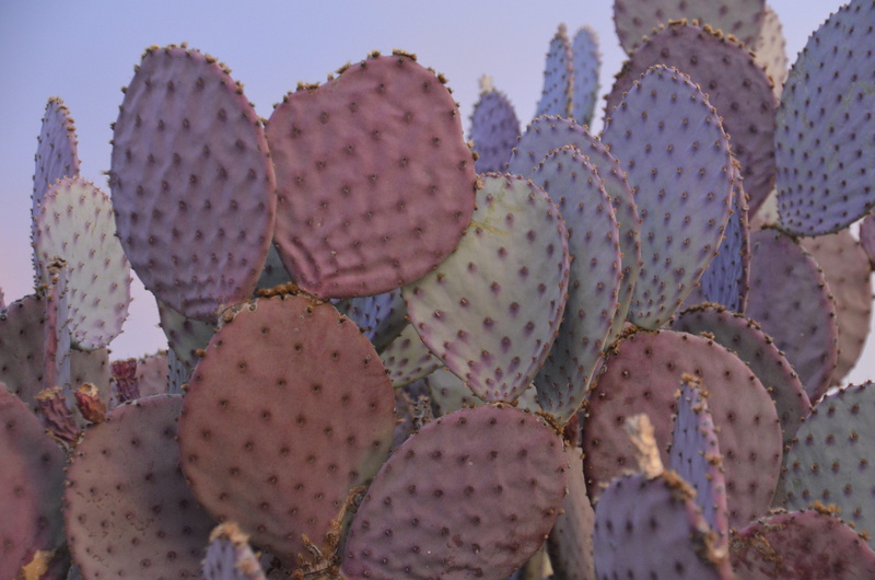 Cactus, desert beauty, succulent plant, natural pattern, plant, Desert, no people, close-up, thorn, green color, growth, Prickly Pear, spiked, focus on foreground