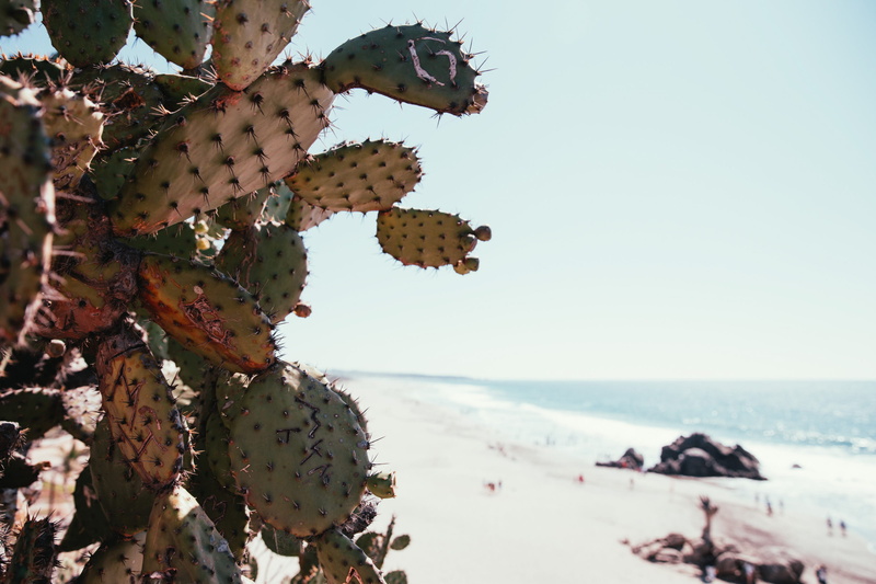 outdoors, Coast, Scenic, prickly pear cactus, prick, seascape, Tourism, sea, thorn, shore, summer, tranquility, close-up, Tropical, horizon over water