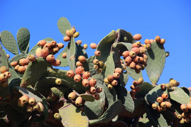 nature, prickly, spur, sky, beauty in nature, day, succulent plant, outdoors, cactus greenhouse, food, leaf, growth, blue, prickly pear cactus, fruits