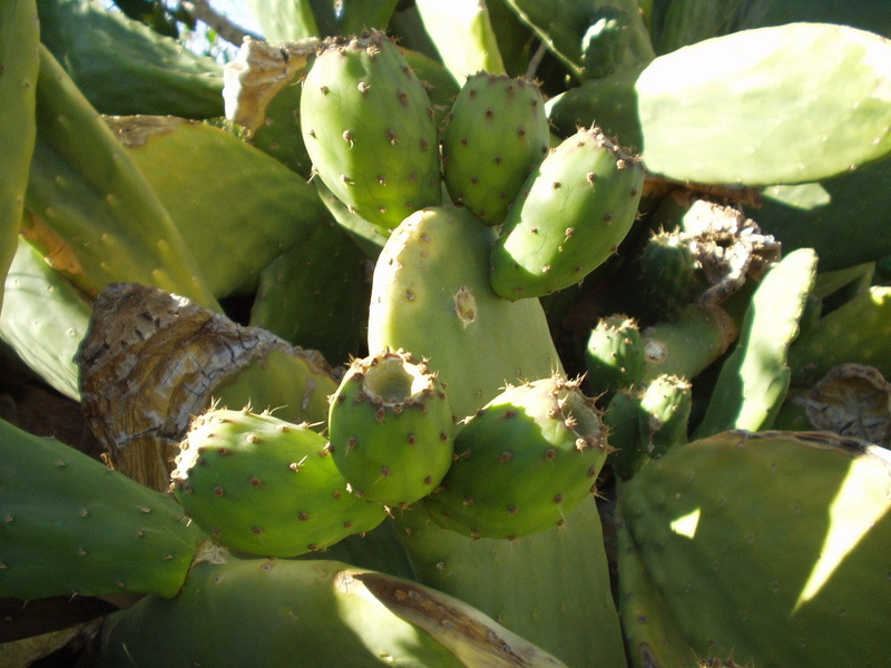 food, nature, beauty in nature, outdoors, plant, succulent plant, spiky, 720P, spiked, fruit, prickly pear, thorn, freshness, prickly pear cactus, ripe