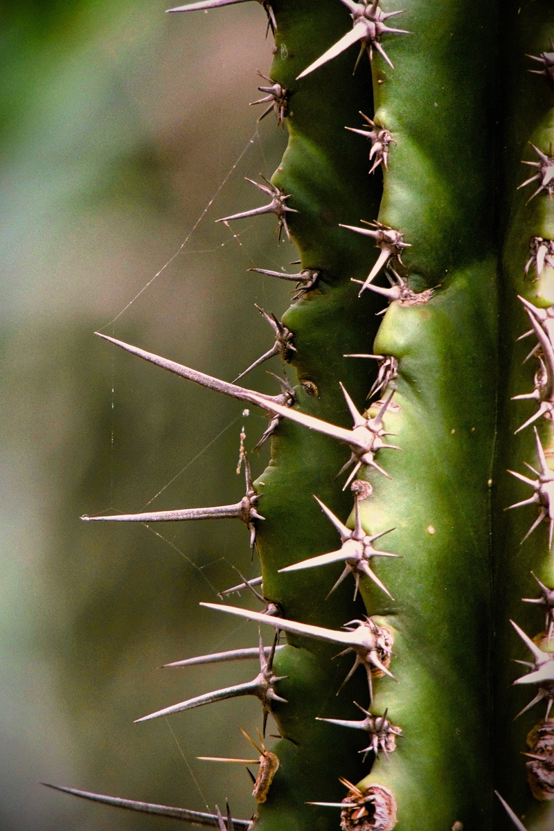 desert, mexico city, mexico, cactus, succulent, spiky, background, old, spiked, 4K, no people, thorn, full frame, day, green color, beauty in nature, more acute
