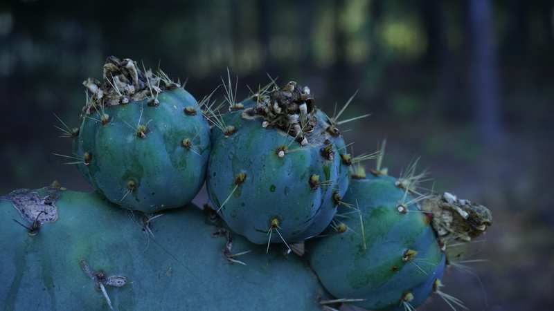 5K, focus on foreground, food and drink, spiked, beauty in nature, outdoors, fruit, growth, Tunas, green color, Nopales, close-up, sharp, Exotic, cacti
