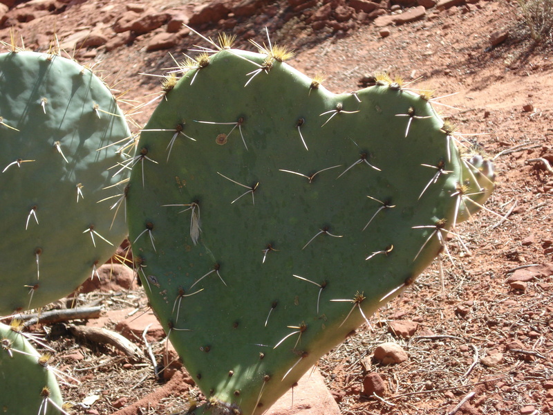 spiked, nature, arid climate, sedona, arizona, field, 2K, close-up, succulent plant, succulent, desert, prickly pear cactus, cactus, outdoors, heart shaped