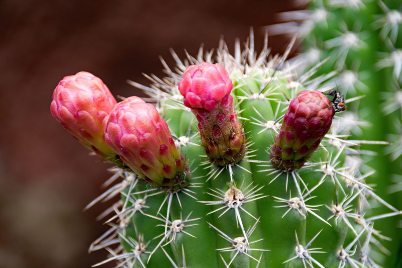 Cactus, De, growth, outdoors, park, ripe, spain, rock, freshness, sharp, Jardin, bloom, arid climate, healthy eating, fruit, 5K, no people, cactaceae