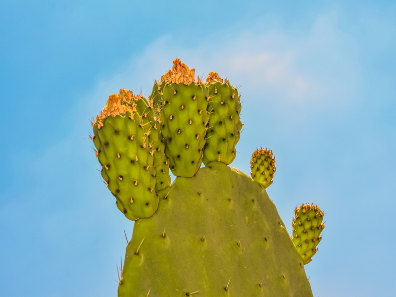Cactus, sunlight, thorns, freshness, blue, thorn, no people, growth, succulent plant, green color, yellow, flower head, arid climate, day, spiked, fruit