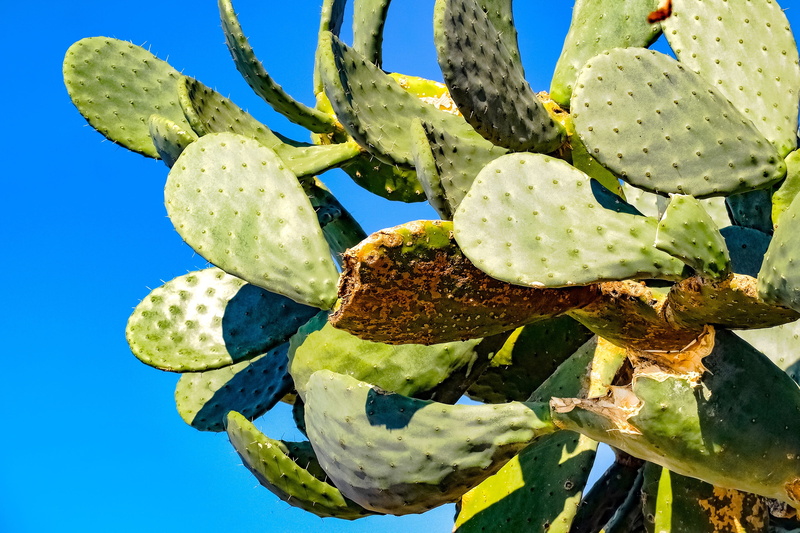 plant, succulent plant, sunlight, fatty plant, mediterranean, food and drink, low angle view, ripe, green color, outdoors, healthy eating, beauty in nature