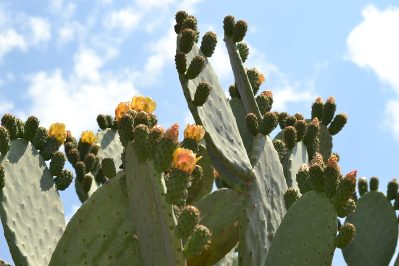 green, sunlight, flower, outdoors, cactus, garden, tranquility, thorn, low angle view, nature, day, cloud - sky, prickly pears, 4K, no people, green color