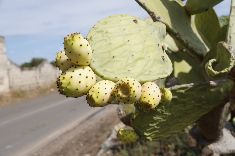 tree, nature, food, prickly pear cactus, puglia, mediterranean, no people, green color, ripe, prickly pear, 5K, fruit, cactus fruit, tropical fruit, focus on foreground