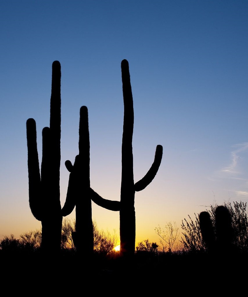 field, scenic, plant, arid climate, 1080P, silhouette, dusk, land, clear sky, moon, sky, arizona, succulent plant, tucson, southwest, usa, beauty in nature