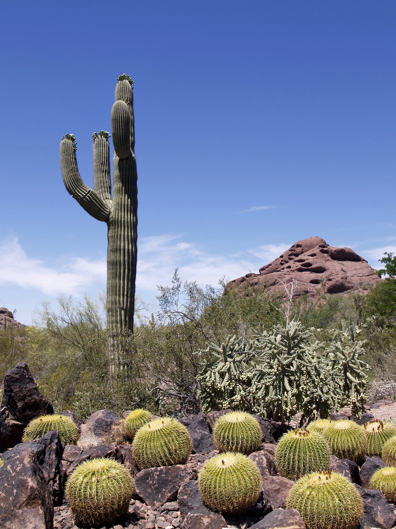 growth, non-urban scene, arizona, nature, Plant, climate, bus, rock - object, tranquility, saguaro cactus, mountain, tranquil scene, sky, 2K, scenics - nature