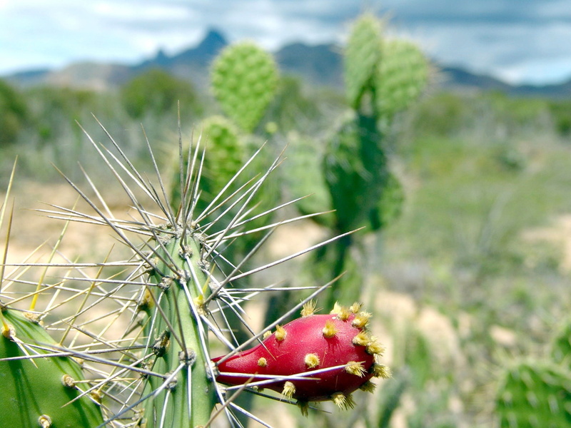 agriculture, venezuela, spiked, flower, macro, no people, outside, countryside, valley, cactus, country, land, close-up, field, nature, opuntia, beauty in nature