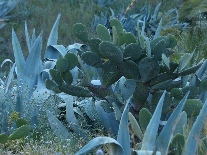 close-up, tranquility, field, flower, day, selective focus, cactaceae, leaf, cactus greenhouse, opuntia, wilderness, nature, plant part, prickly pear, scrub