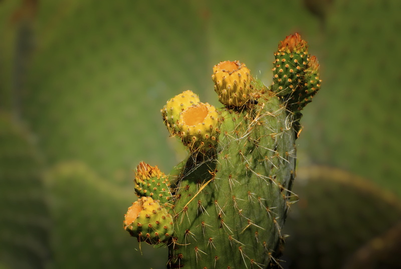 freshness, outdoors, close-up, thorn, nature, prickly pear cactus, palma, succulent plant, flowering plant, growth, flower head, plant, green color, focus on foreground