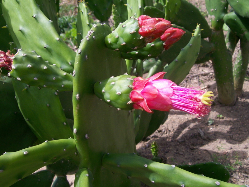 freshness, day, cactus, palma, 2K, close-up, cochenillifera, the, growth, petal, nature, fragility, pink color, green color, plant part, succulent plant