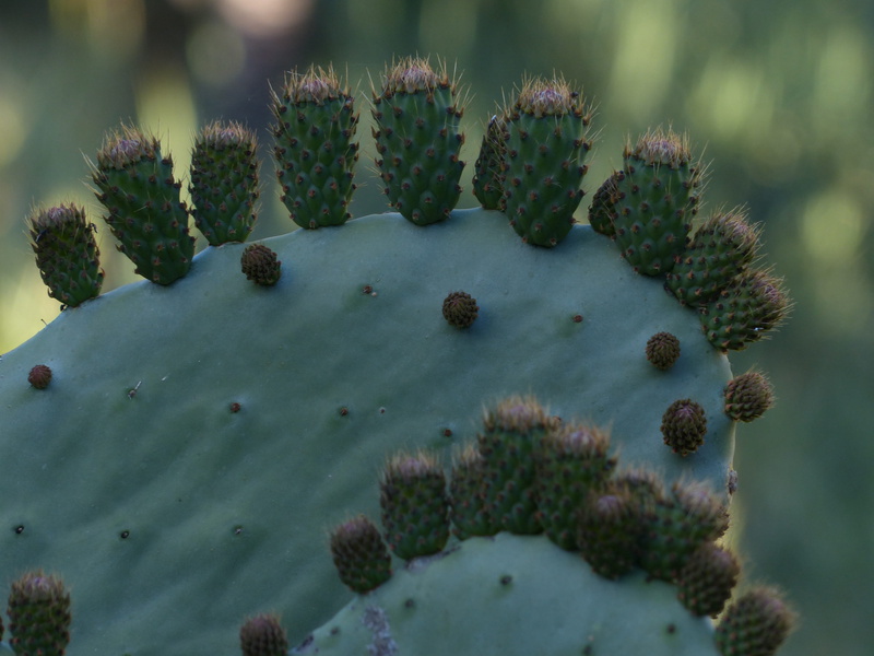 high angle view, prickly pear cactus, beauty in nature, cactaceae, spiked, water, ecosystem, sharp, green color, opuntia tomentosa, close-up, sign, nature