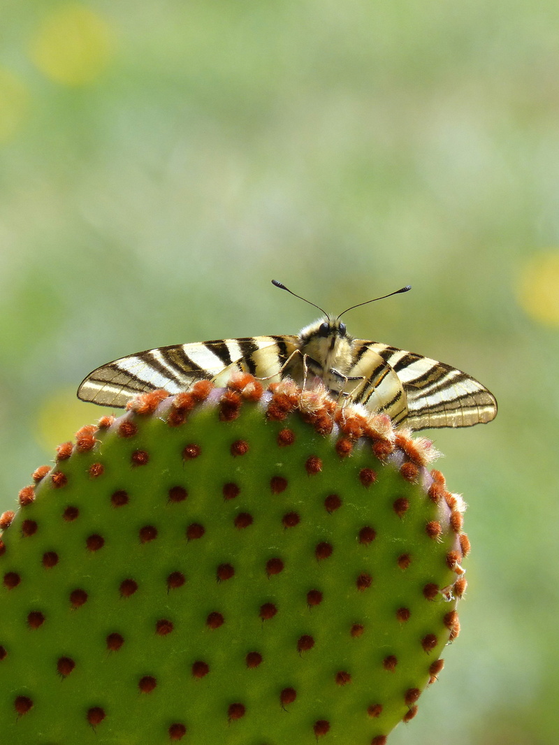 butterfly queen, animal wing, invertebrate, opuntia, nature, cactus, machaon, animal themes, green color, outdoors, close-up, one animal, animal, no people