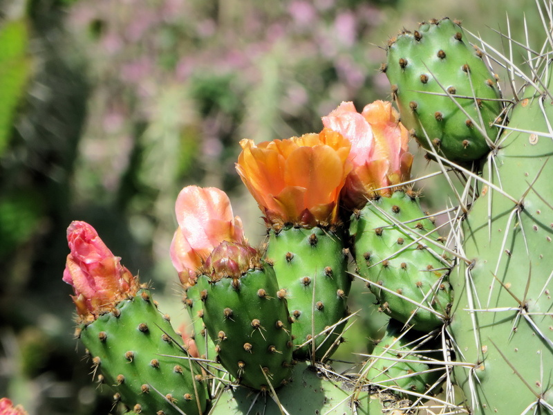 springtime, 4K, day, flowering plant, vulnerability, outdoors, desert, Opuntia, green Color, growth, nature, thorn, Flower, close-up, focus on foreground