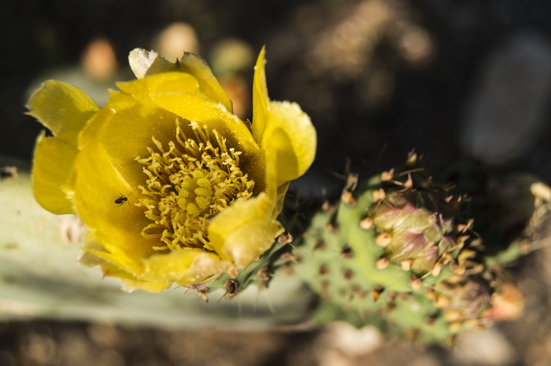 close-up, flowering plant, inflorescence, pollen, flower, petal, Cactus, 5K, fragility, freshness, opuntia ficus, Flower, flower head, selective focus