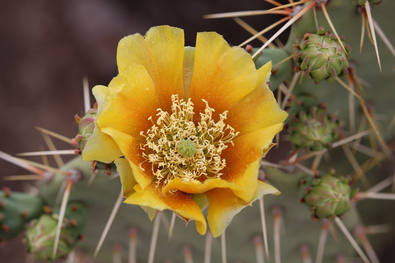 opuntia, flower head, thorn, nature, flowering plant, 5K, day, outdoors, vulnerability, flower, plant, petal, yellow, blossom, cactus, prickly pear cactus