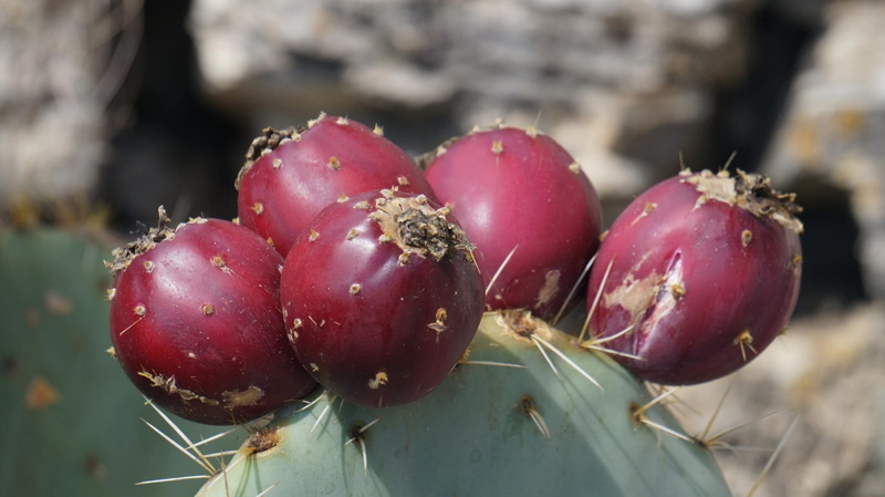 prickly, cactus fruit, prickly pear cactus, 1080P, succulent plant, Plant, cactus fig, focus on foreground, freshness, edible, healthy eating, fruits