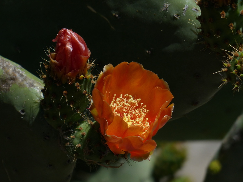 growth, prickly pear, beauty in nature, cactus greenhouse, flower head, Blossom, red, freshness, nature, orange color, cactaceae, prickly pear cactus, no people