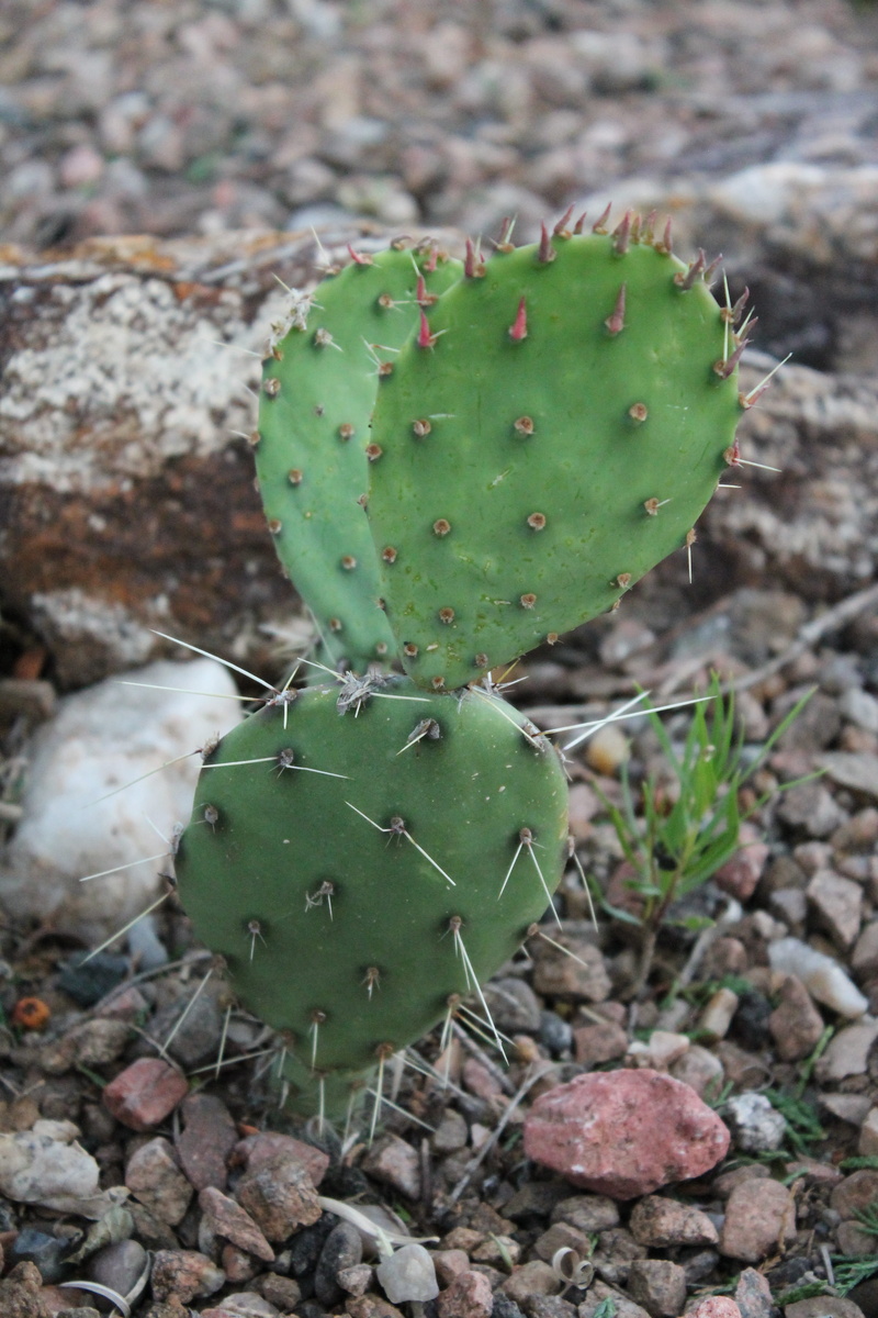 cactaceae, desert plant, prickly, thorn, solid, high angle view, spiked, tiny plant, opuntia, spiny, amber avalona, focus on foreground, botany, succulent plant