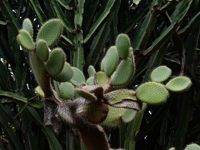 green color, prickly, ear cactus, day, land, tranquility, succulent plant, field, nature, Opuntia, botany, Ear, 4K, plant part, growth, close-up, focus on foreground