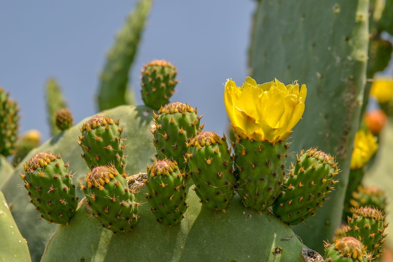 outdoors, juice plant, green color, photo, blossom, succulent plant, opuntia, prickly pear cactus, 2K, thorn, growth, day, flower, cacti, greece, prickly