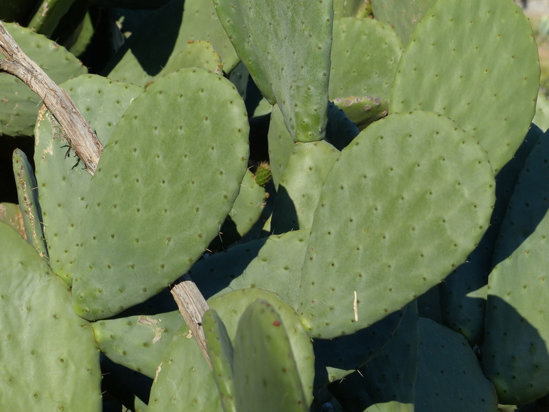 growth, succulent plant, cactus greenhouse, thorn, high angle view, cactaceae, green color, Prickly, full frame, no people, Ear, opuntia, backgrounds, ears leaves