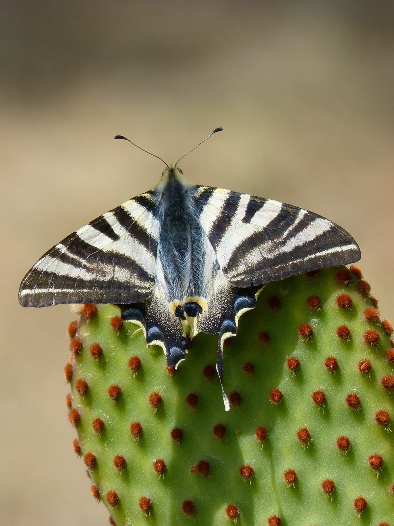 no people, papilio machaon, animal themes, opuntia, day, machaon, plant, butterfly - insect, beauty in nature, animals in the wild, prickly pear cactus