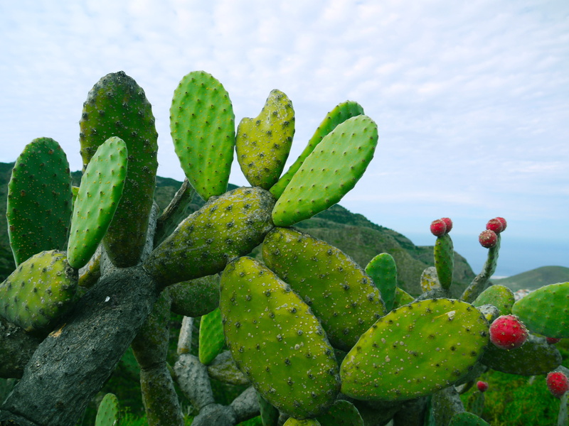 growth, meaty, opuntia, members, desert greenhouse, plant, prickly Pear Cactus, fruit, daytime, figs, no people, canary islands, green Color, multiple sections