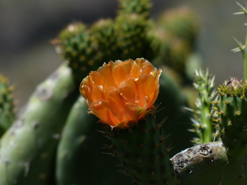 outdoors, vulnerability, flower head, cactaceae, no people, desert, selective focus, flowering plant, orange, succulent Plant, opuntia, focus on foreground