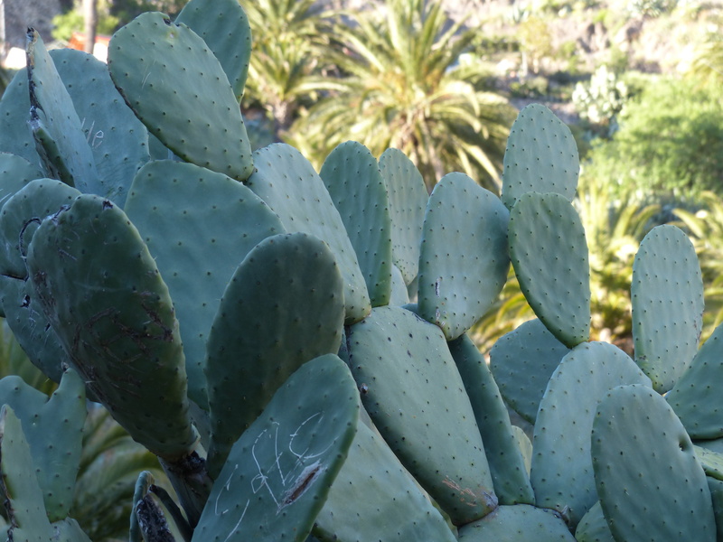 ears leaves, opuntia tomentosa, beauty in nature, nature, plant, natural pattern, tranquility, green color, prickly pear cactus, ear cactus, day, growth