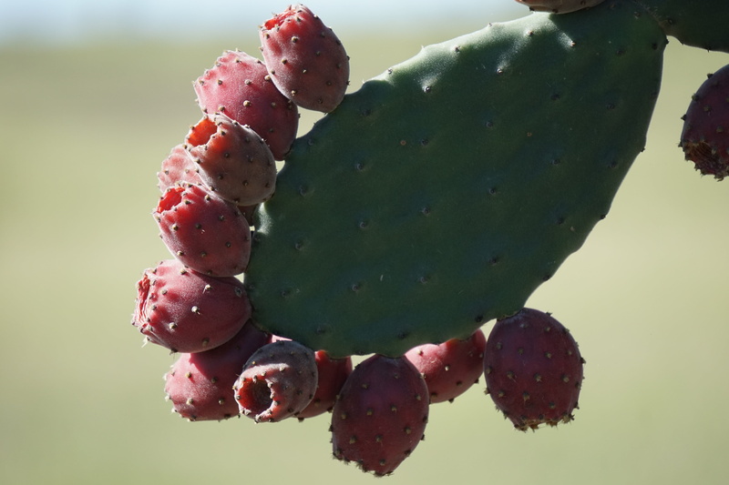 focus on foreground, green color, 5K, prickly Pear Cactus, opuntia tomentosa, summer, sunlight, beauty in nature, no people, healthy eating, outdoors