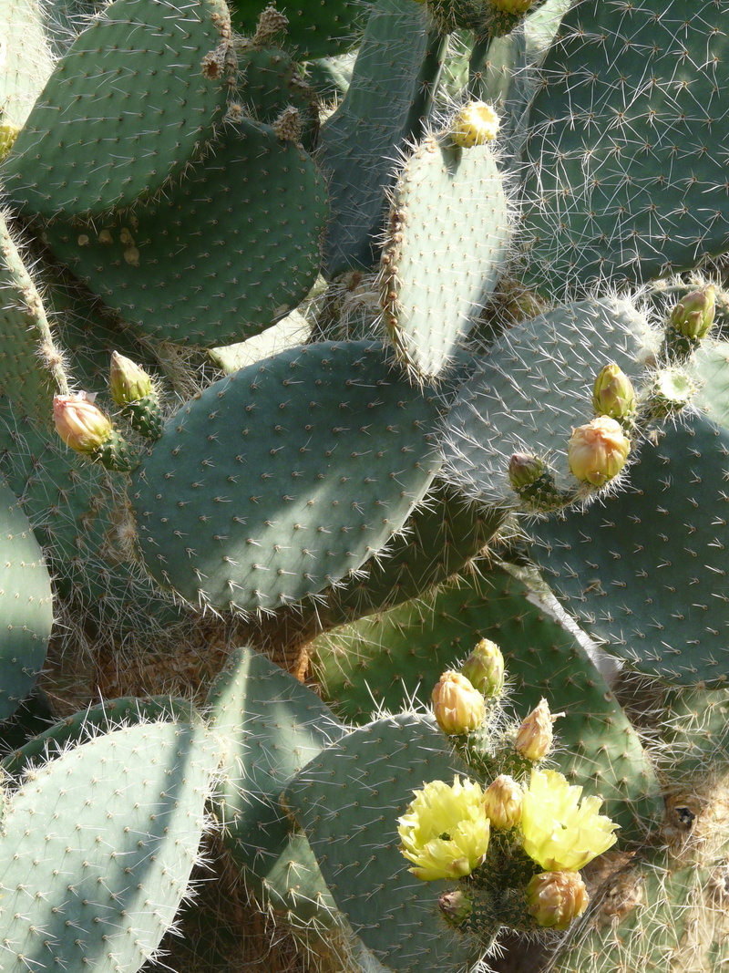 opuntia robusta, yellow, climate, bloom, sharp, cactus greenhouse, no people, uncultivated, spiky, prickly pear cactus, beauty in nature, day, full frame