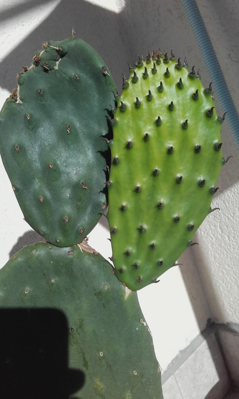 cactaceae, sharp, high angle view, fruit, freshness, day, arid climate, thorn, no people, cactus, opuntia ficus-indica, 2K, nature, spiked, outdoors, healthy eating