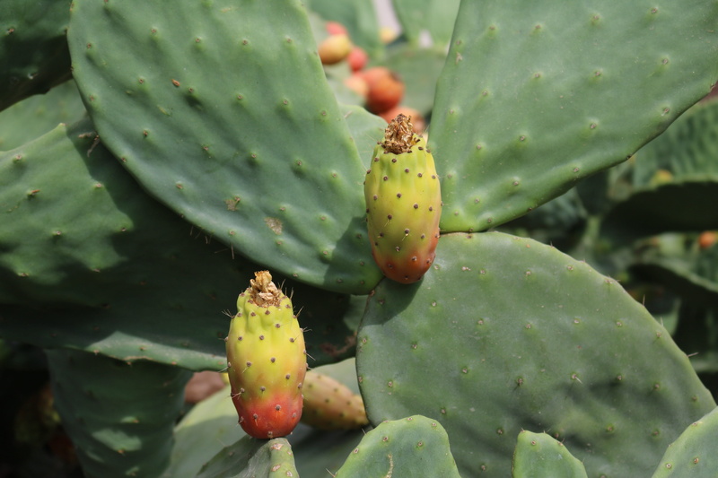 south, day, spur, cactus fig, succulent plant, plant, 5K, fruit, beauty in nature, sharp, healthy eating, mediterranean, food, prickly pear cactus, cactaceae