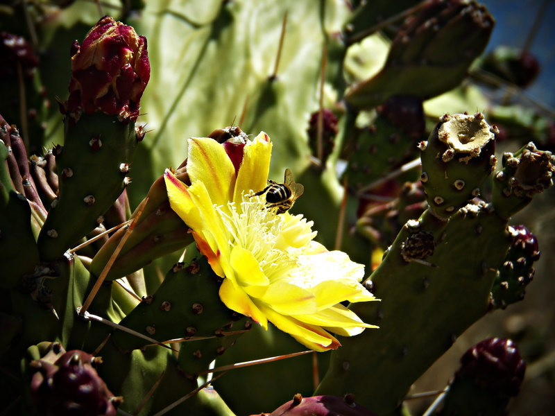 sunlight, beauty in nature, flowering, outdoors, inflorescence, vulnerability, bee, macro, springtime, mediterranean, nature, selective focus, dom, honey