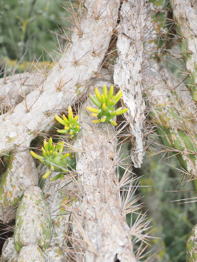 cylindropuntia exaltata, beauty in nature, cactus greenhouse, growth, green color, 4K, trunk, plant, tree, nature, field, pereskia subulata, maihueniopsis exaltata