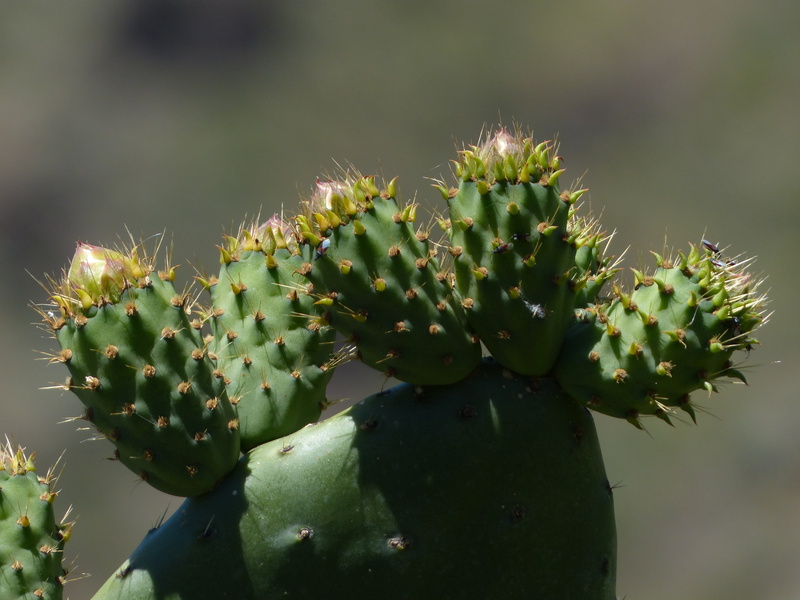 green color, sharp, prickly pear, beauty in nature, focus on foreground, spur, excesses, no people, succulent plant, natural pattern, platykladie, plant