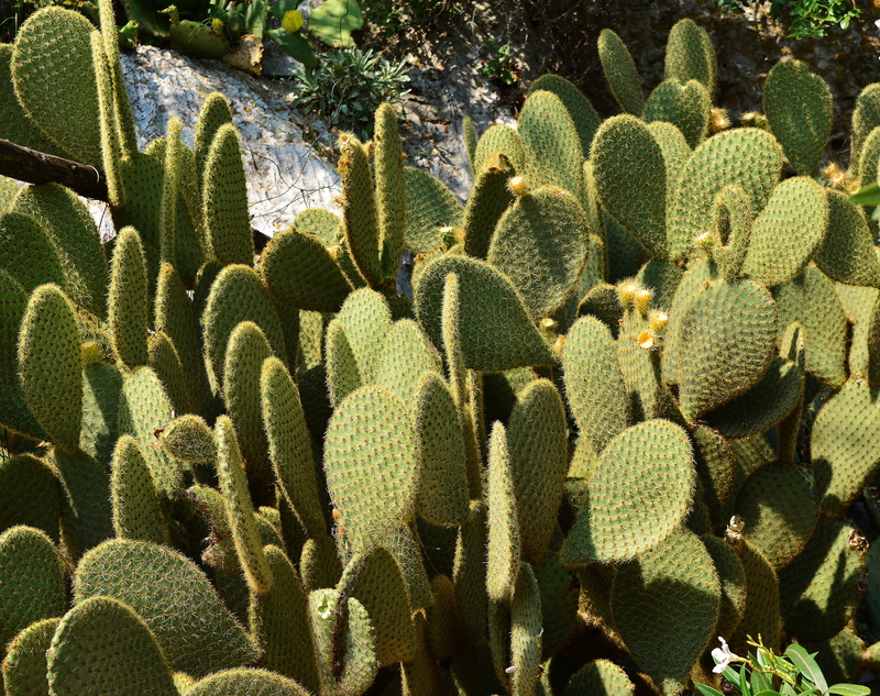 arid climate, land, succulent plant, nature, day, plant, green color, outdoors, botany, ecosystem, thorn, growth, no people, high angle view, cactus, prickly pear cactus