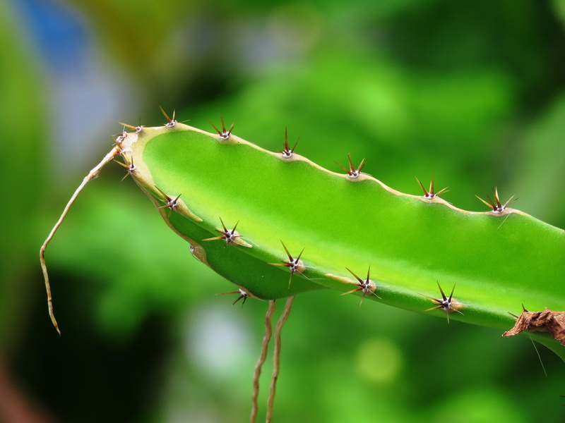 Prickly Pear, beauty in nature, spiky, animals in the wild, close-up, plant, Species, day, green, 4K, animal wildlife, backgrounds, invertebrate, sharp
