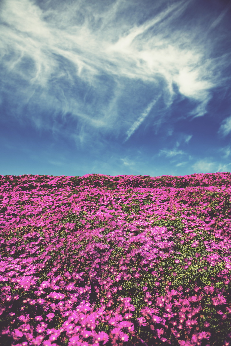 flowering plant, plant, wild flowers, tranquility, flowers, guadalupe, day, nature, 8K, flower, flowerbed, outdoors, landscape, pink, growth, sky, environment
