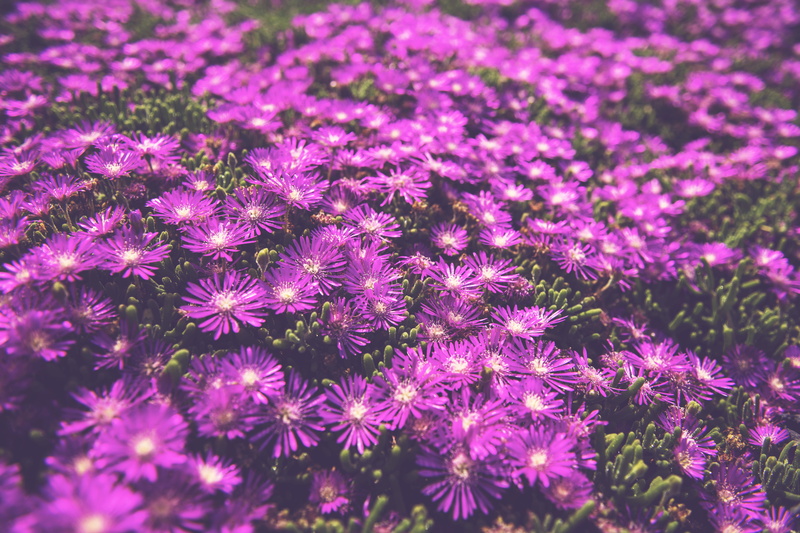 cover, floral, field, fragility, flower head, reef, inflorescence, freshness, nature, growth, 8K, outdoors, petal, backgrounds, purple, flowerbed, close-up