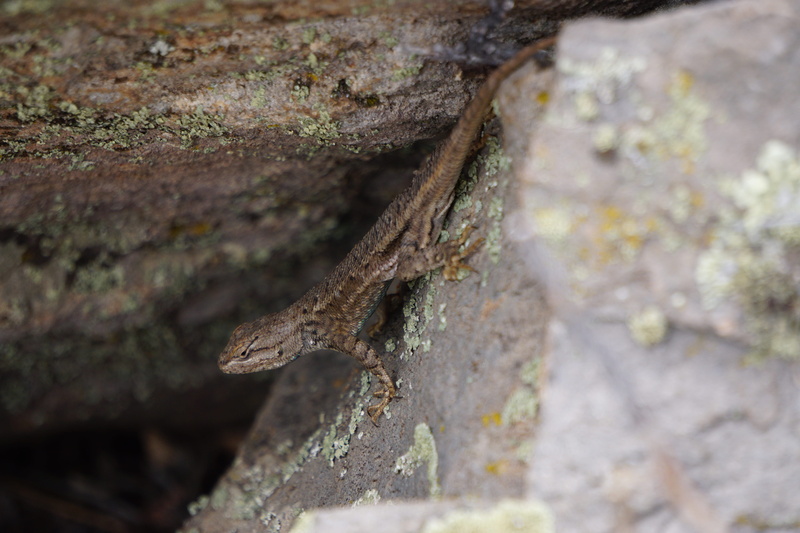 trunk, solid, no people, reptile, 5K, animal wildlife, animal themes, nature, gray, tree, questa, outdoors, united states, rock - object, lichen, lizard