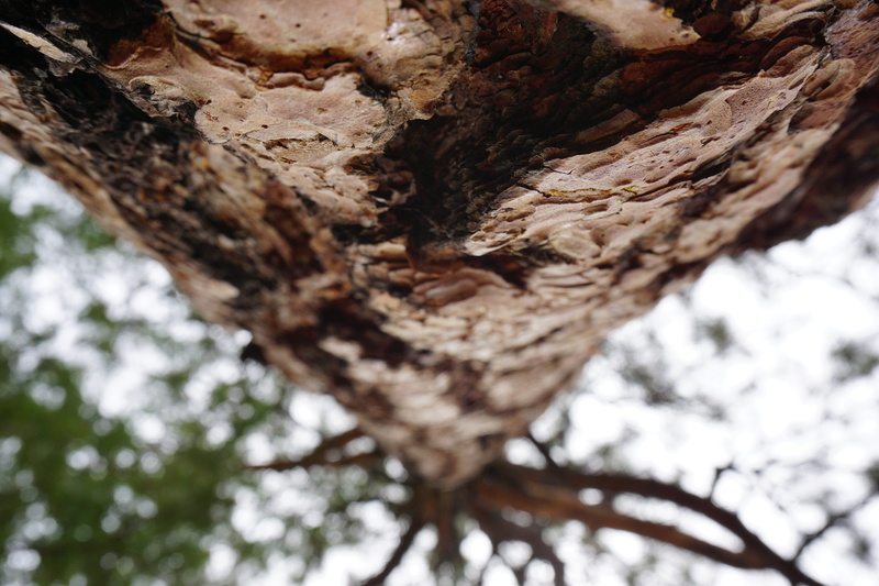 trunk, 5K, close up, woods, plant bark, tree, branch, plant, tree trunk, questa, bark, forest, textured, no people, day, natural condition, focus on foreground