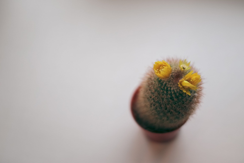 studio shot, animal, backgrounds, indoors, white background, 1080P, nature, macro, freshness, copy space, food and drink, food, multi Colored, thorns